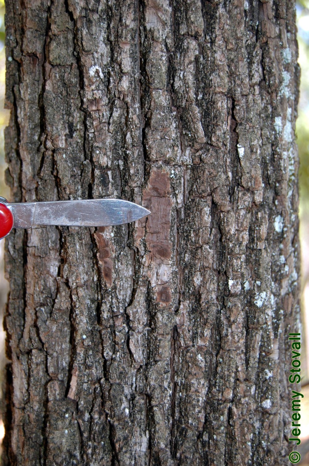 Black walnut bark c/s 1 lb