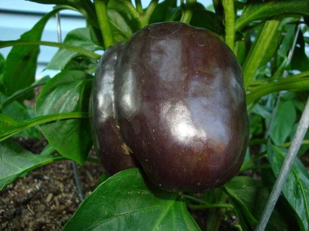 Premium 30 Seeds CHOCOLATE BEAUTY PEPPER Sweet Brown Capsicum Annuum