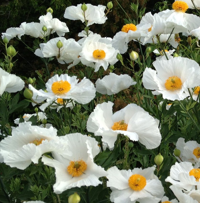 Fried Egg Flower Matilija Poppies Romneya coulteri 100 Seeds