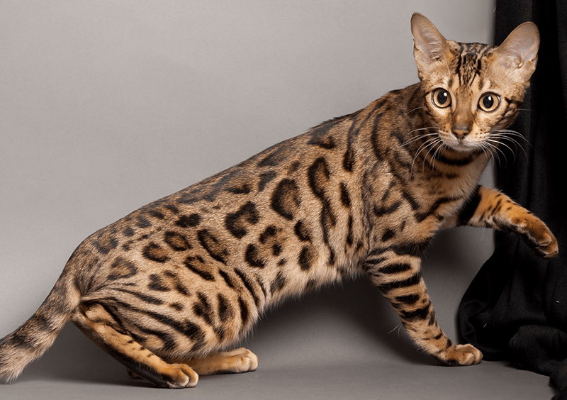 Top 12 Most Expensive Cat Breeds in the World Ashera vs