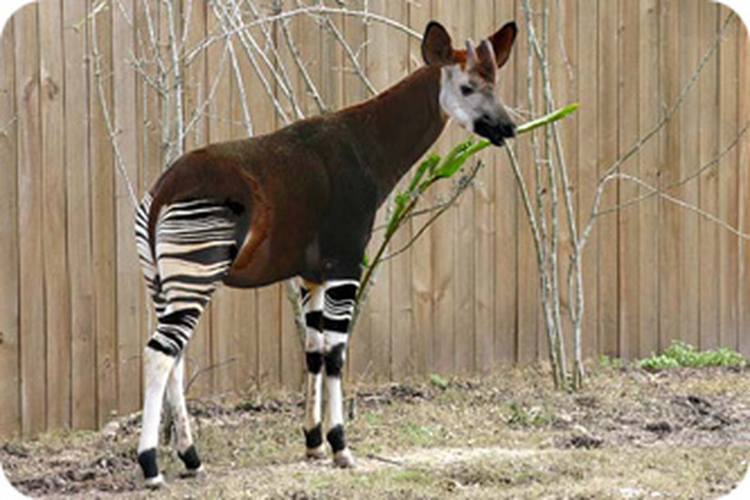 Pretoria Zoo Sightseeing Pretoria