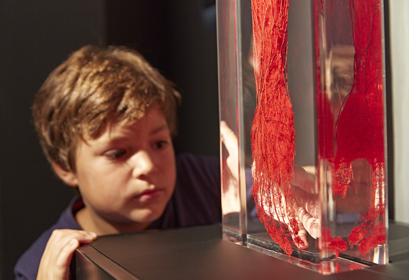 BODY WORLDS Sightseeing Berlin