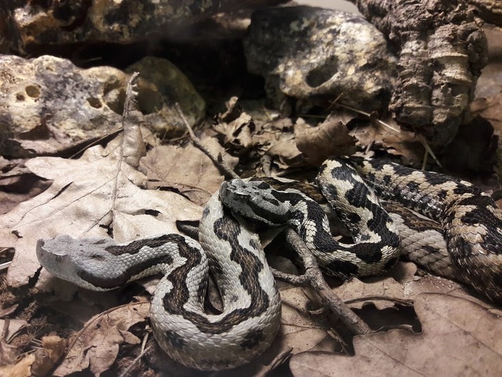 Mini Zoo Leisure Pärnu