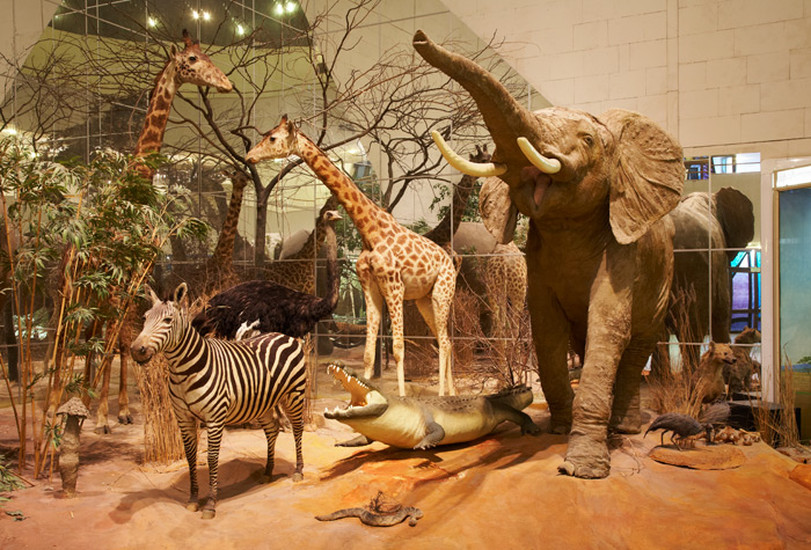 Darwin Museum Sightseeing Moscow