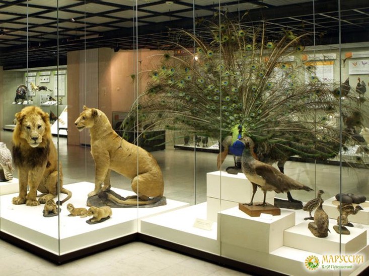 Darwin Museum Sightseeing Moscow