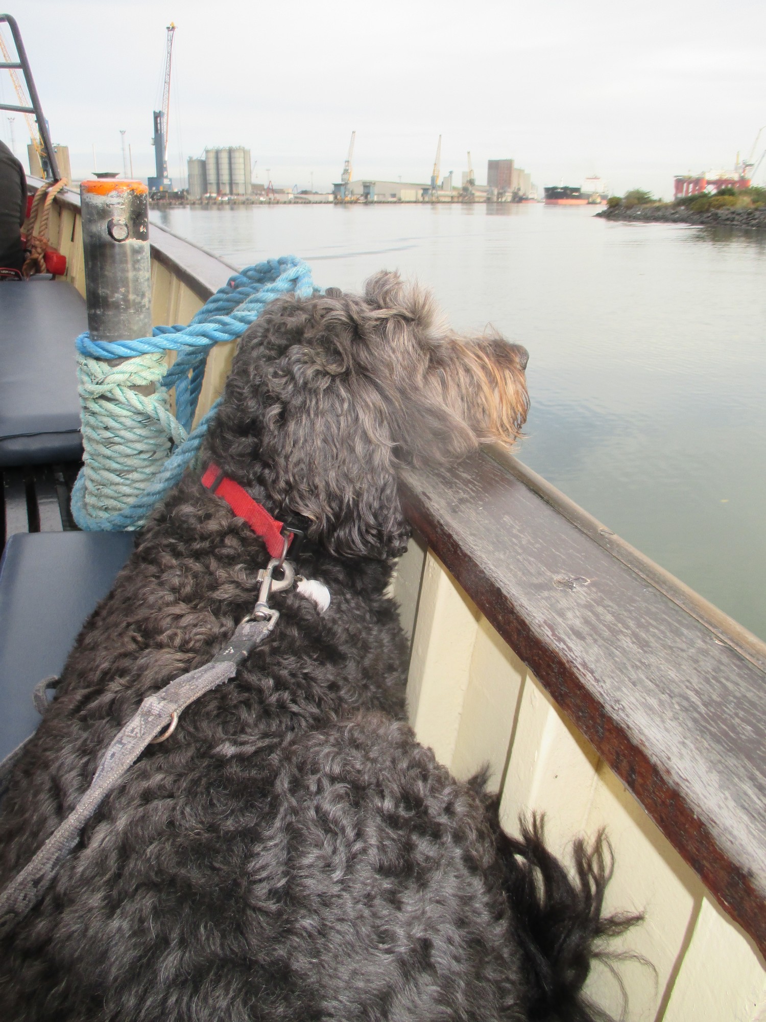 Dog friendly Belfast & N. Ireland