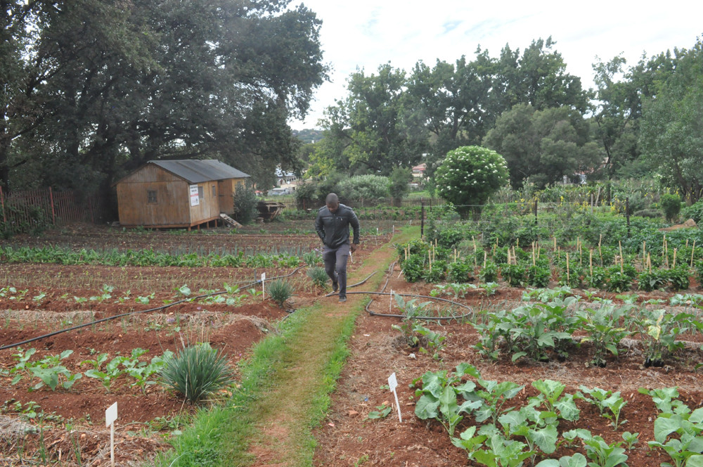 Siyakhana Food Garden Project Parks, Sports & Outdoors Johannesburg