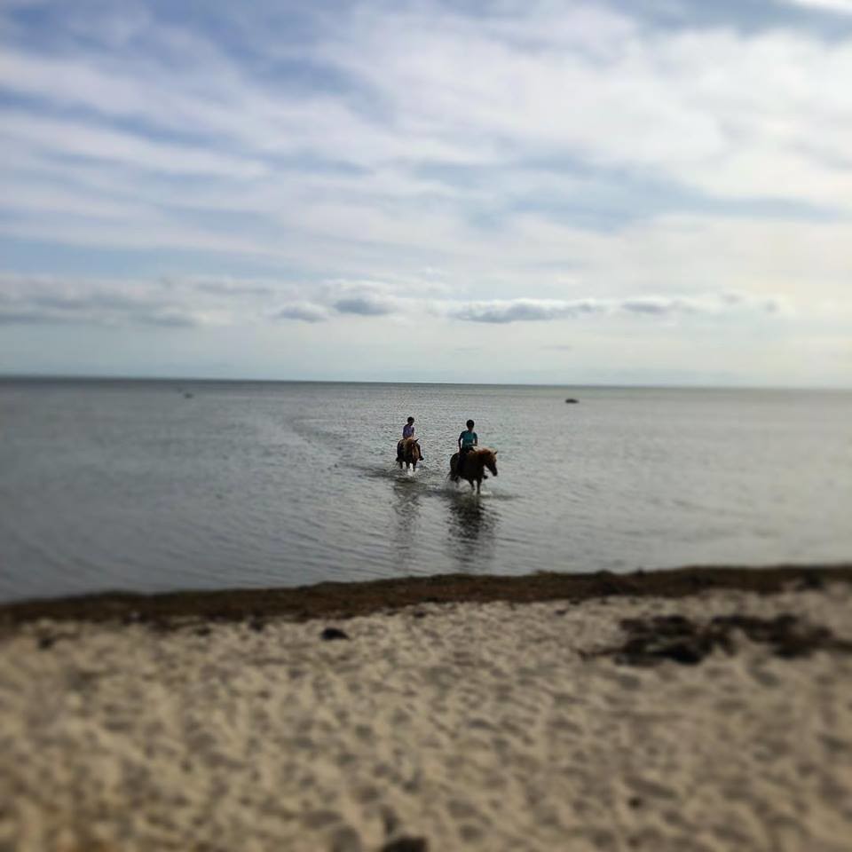 Copenhagen Horseback Riding Sightseeing Copenhagen