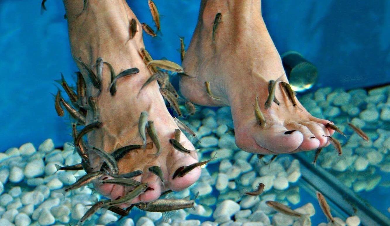 Fish Spa Bled Leisure Bled