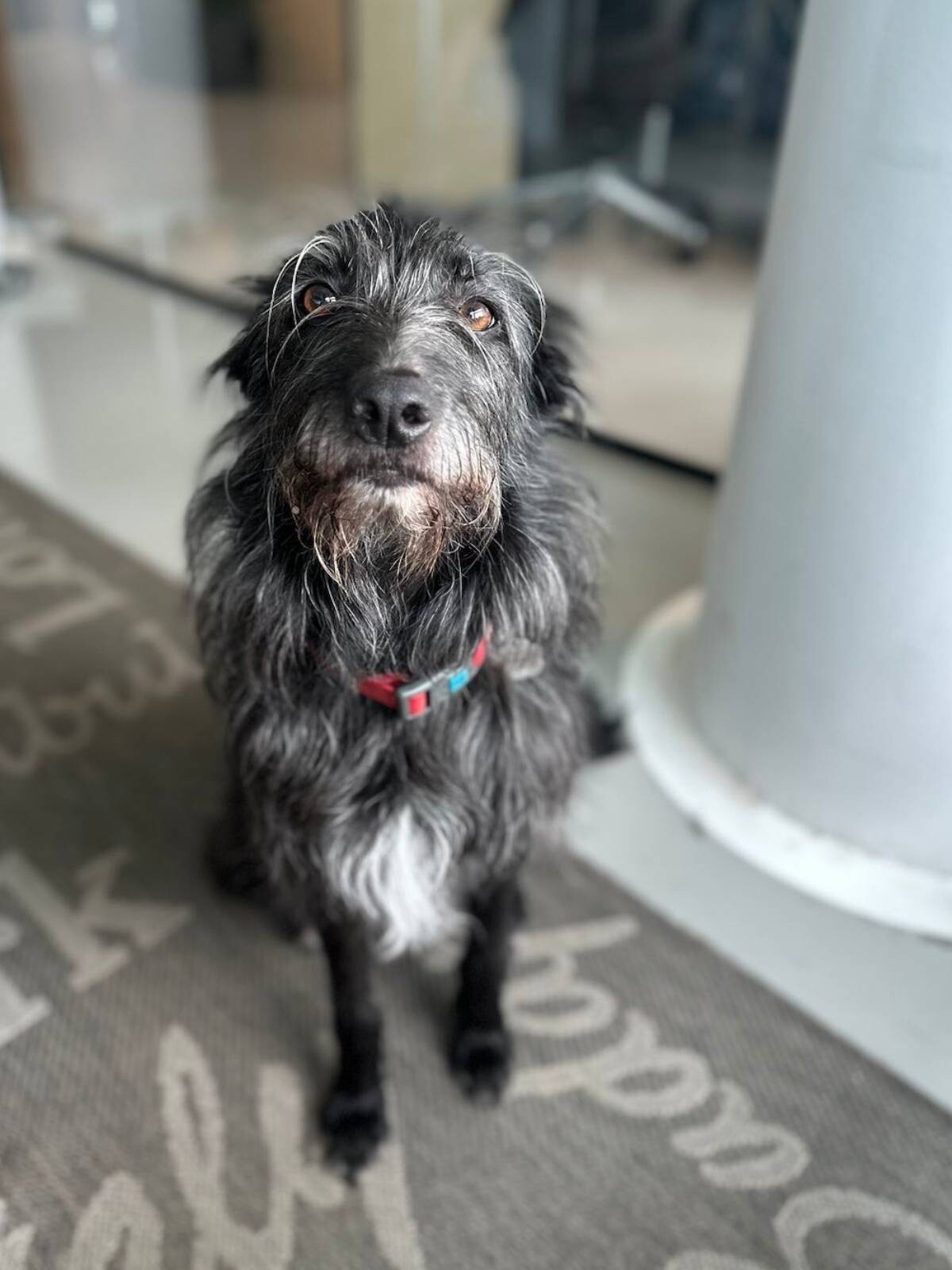 The Doggy Debate Bringing your dog to work