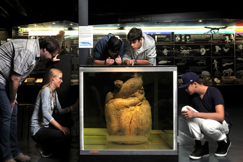 Kulturama Museum of Mankind Sightseeing Zurich