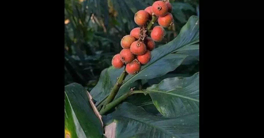 Mengenal Laja Gowah Kembaran Lengkuas, Jangan Sampai Tertukar Ya! KASKUS