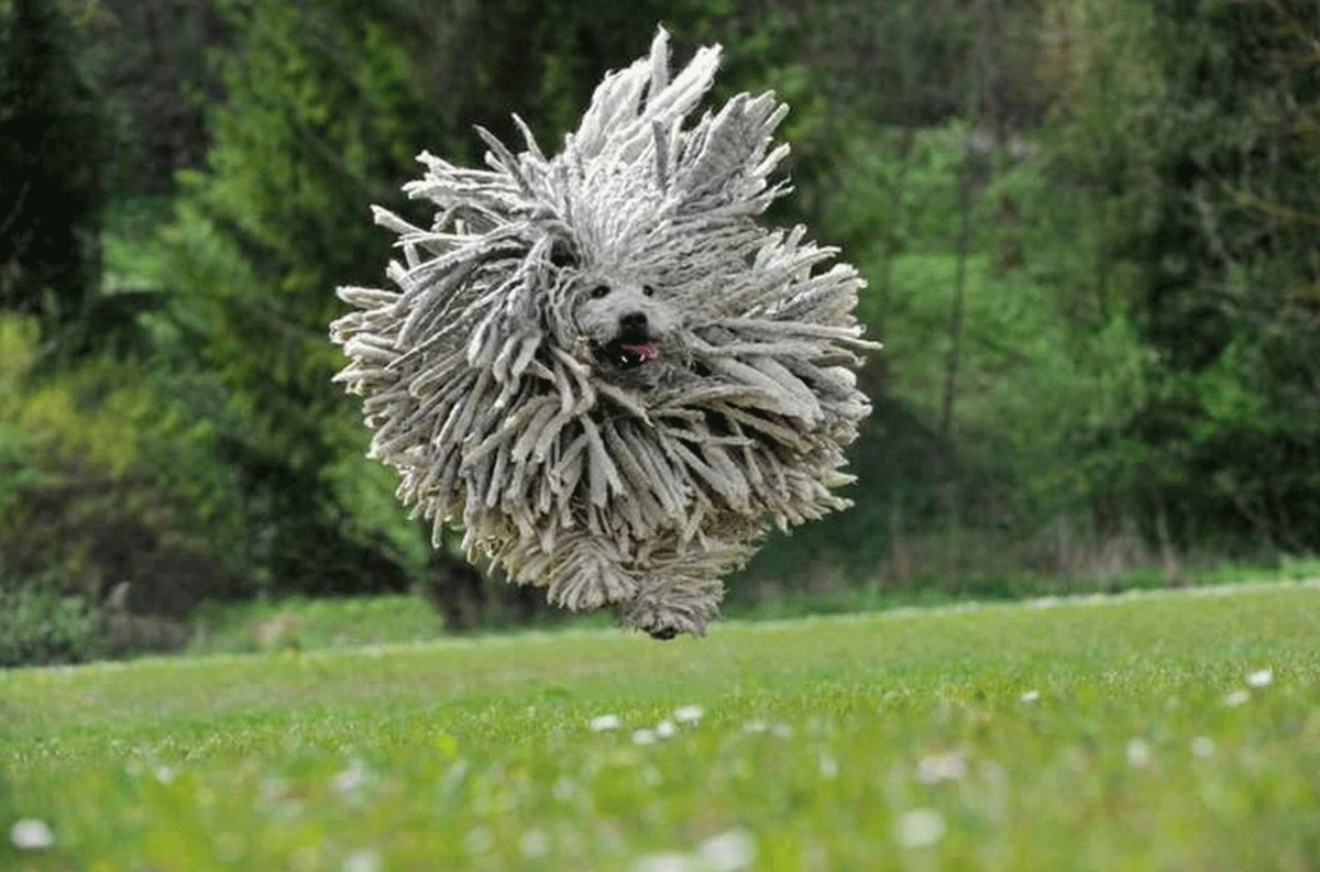 The Hungarian Puli also known as the "mop dog" MLTSHP