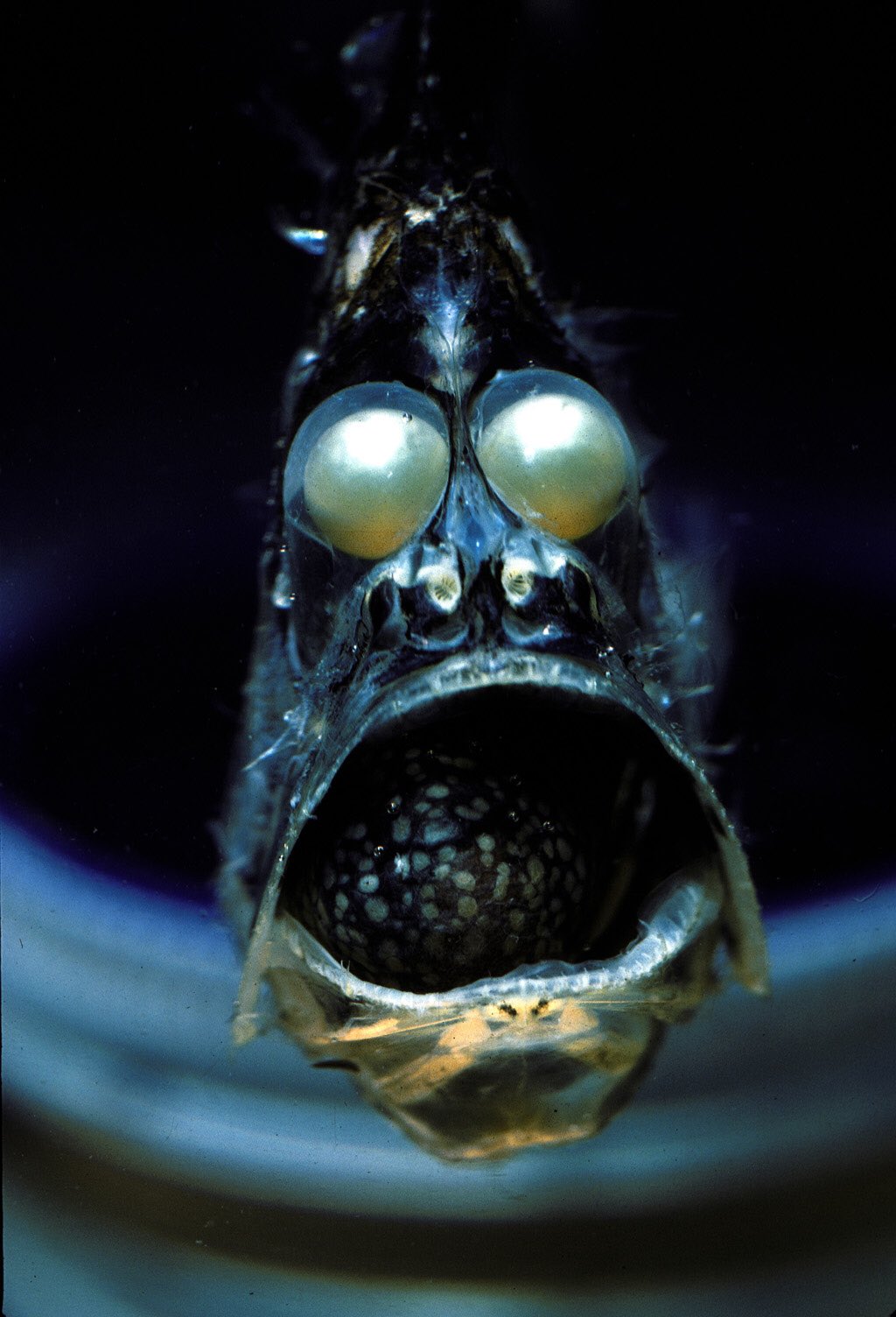 Deep Sea Hatchetfish MLTSHP