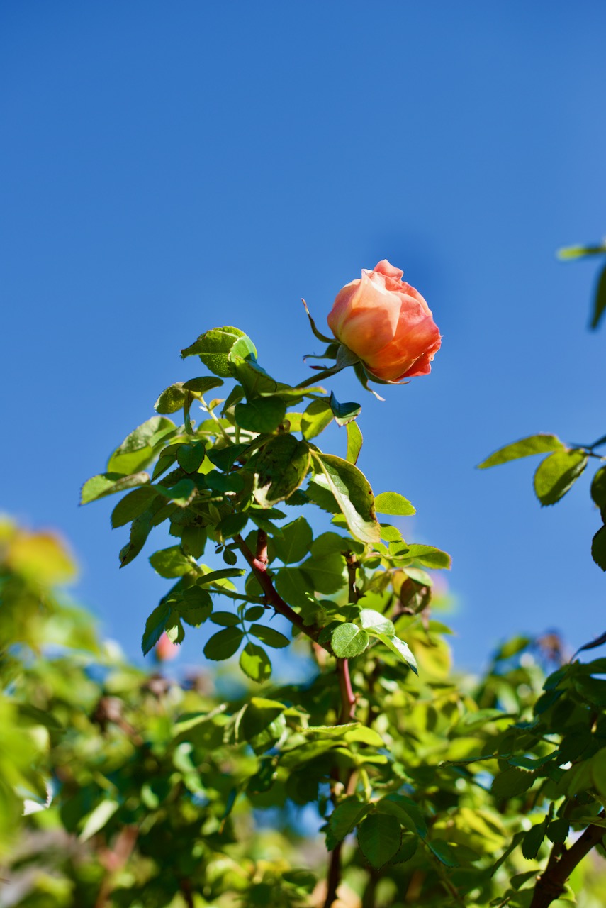 Full Sun Rose MLTSHP