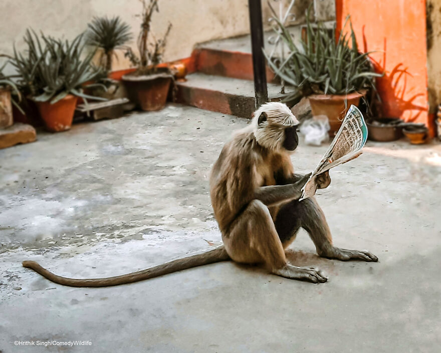 Monkey Reading Newspaper MLTSHP