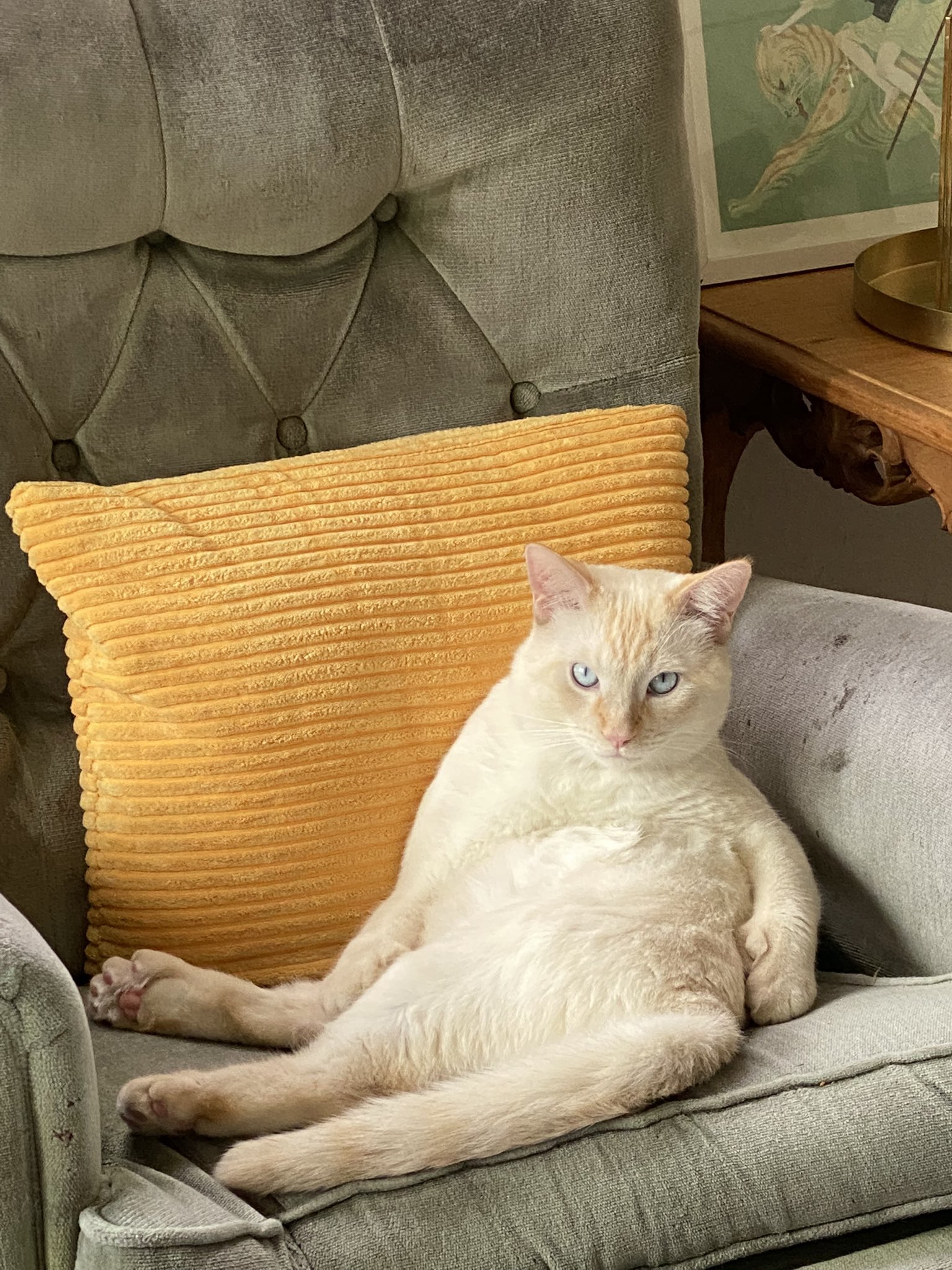 cat named onion MLTSHP