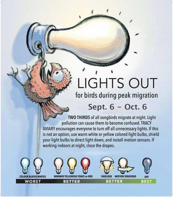 lights out for birds during peak migration MLTSHP