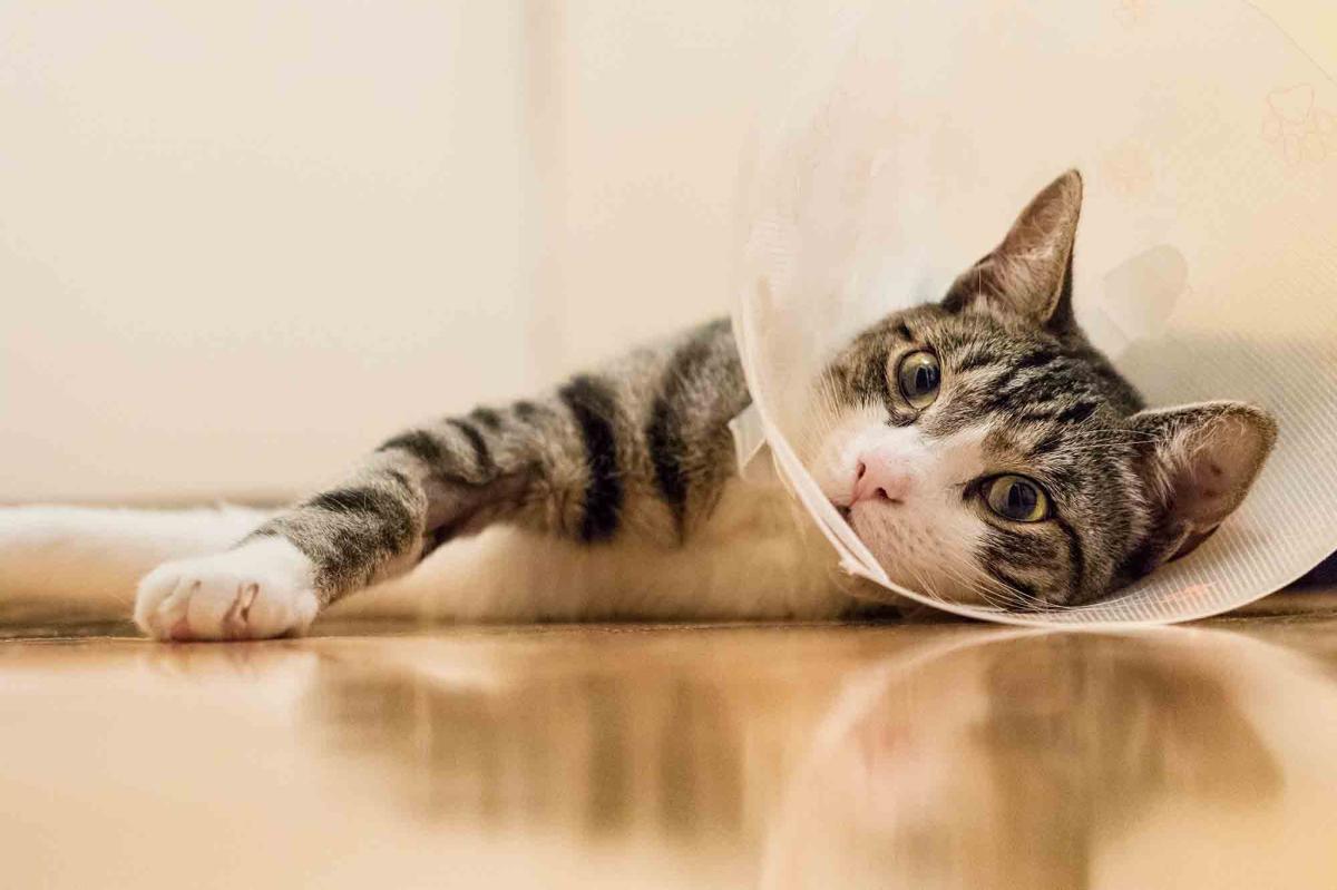 How to Pick Up Cat After Spaying