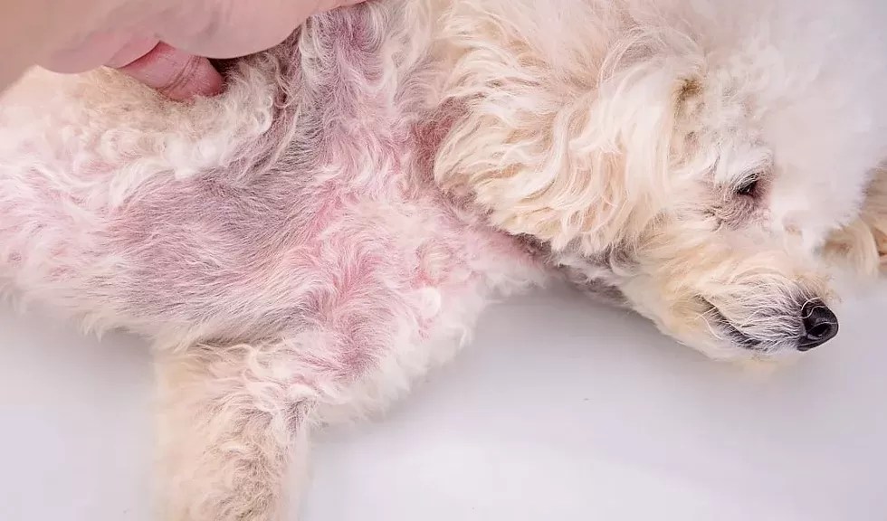 Does Food Coloring Irritate Dogs Skin