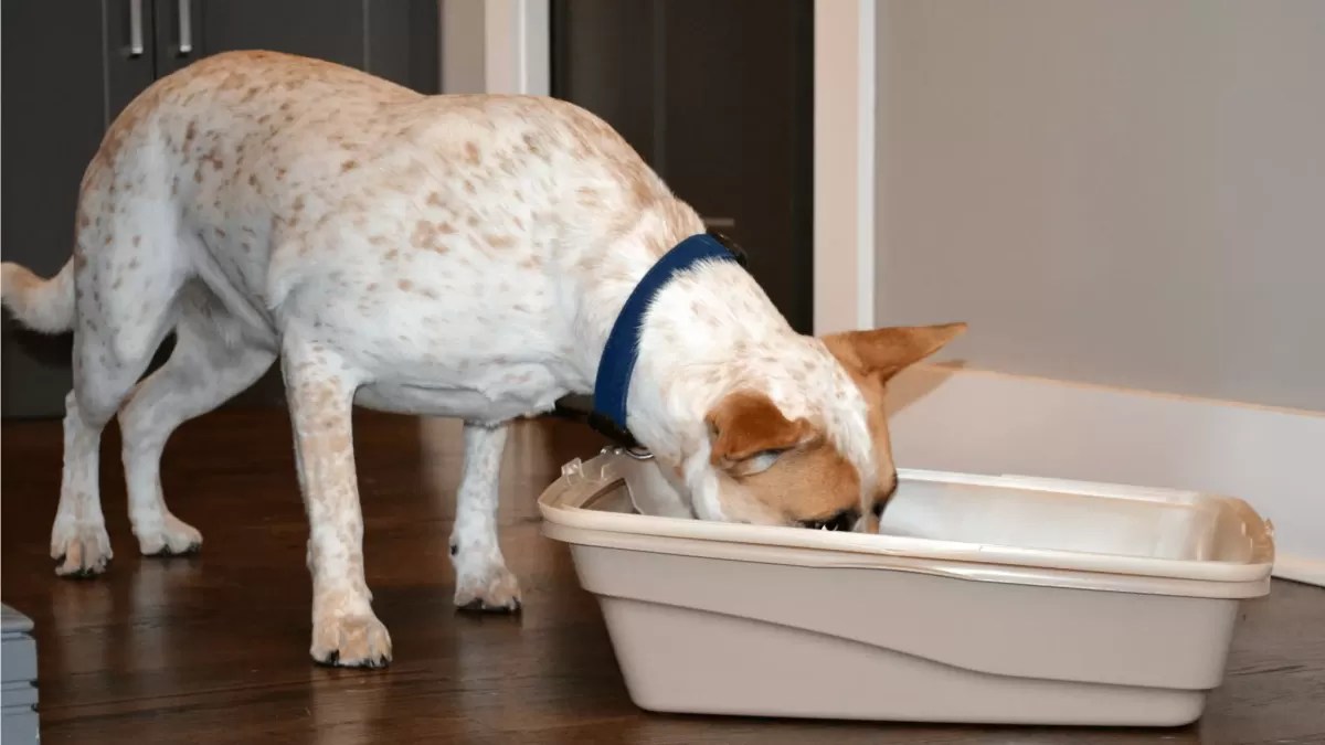 What Happens If A Dog Eats Cat Litter