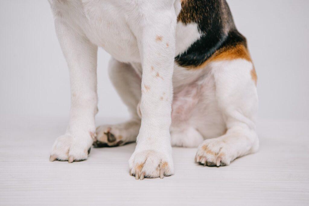 What Causes Sudden Hind Leg Weakness in Dogs