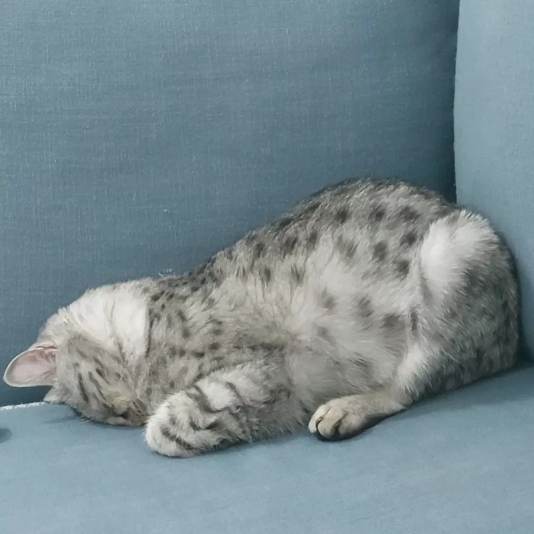 How Do Male Cats Act When in Heat