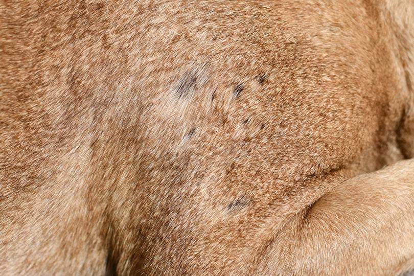 Dark Spots on Dogs Skin