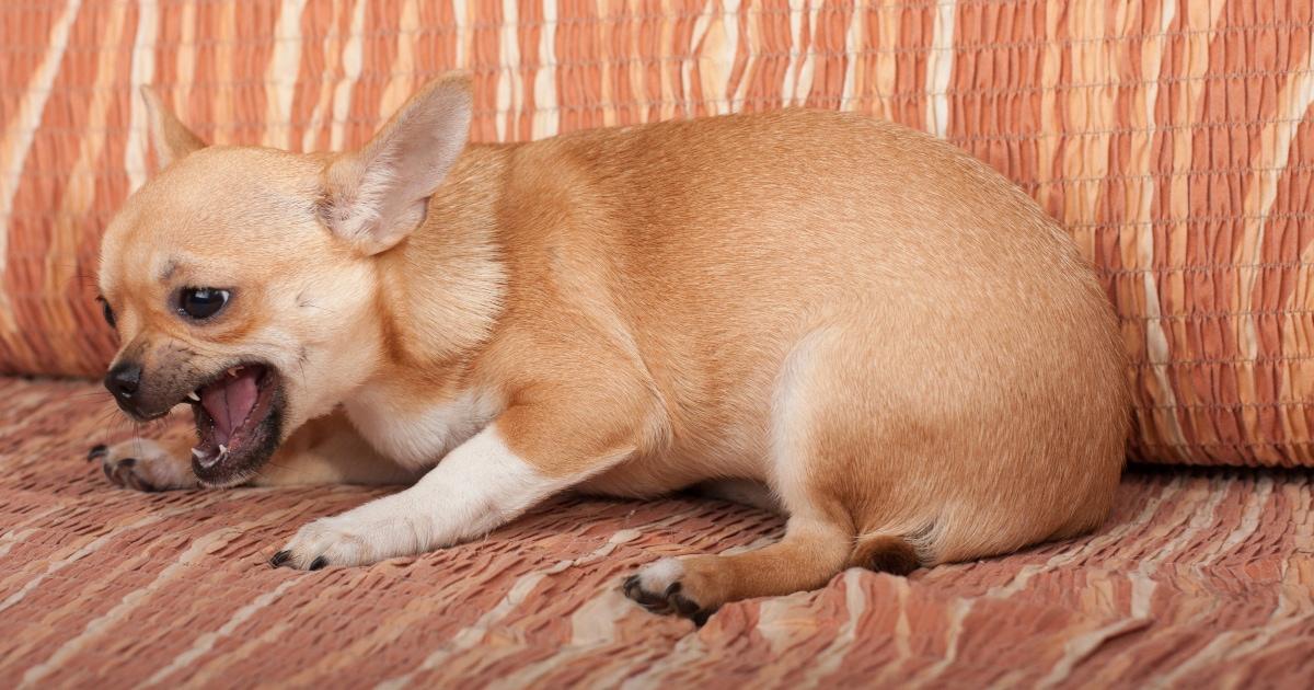 How to Make A Dog Vomit with Fingers