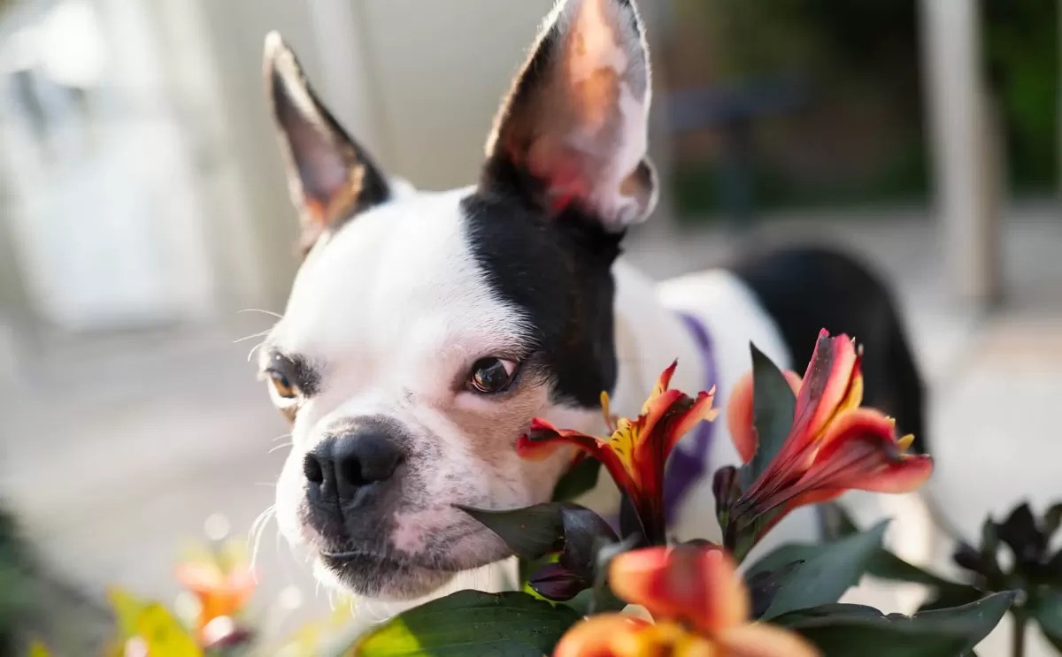 Are Lilies Toxic to Dogs