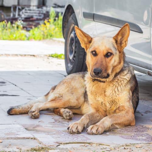 Symptoms of Antifreeze Poisoning in Dogs