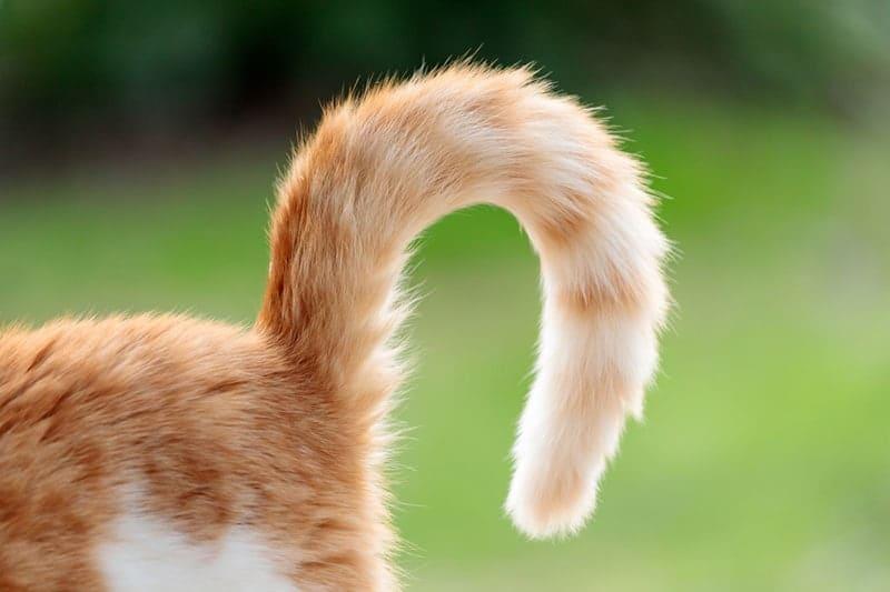 Do Cats Control Their Tails