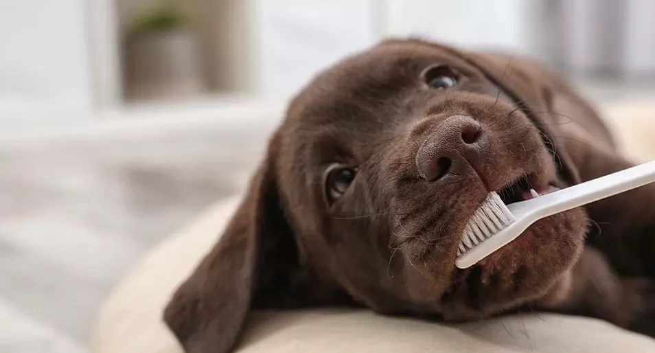 How to Clean Dogs Teeth