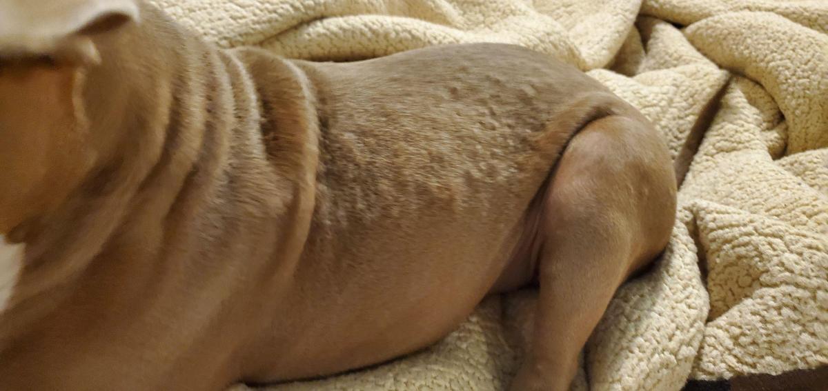 My Dog Has Bumps Under Her Fur