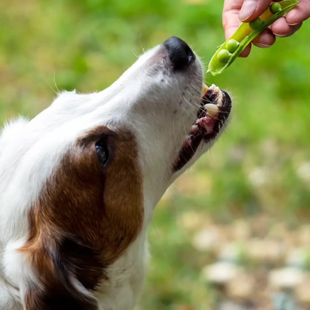 Can Dogs Eat Peas