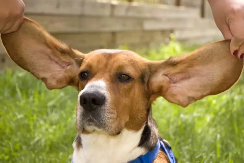 Why Are Dogs' Ears Hot?