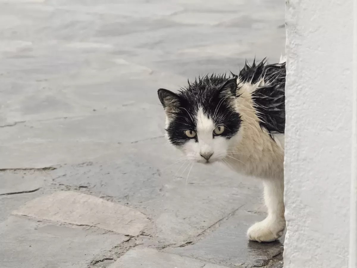 When a Stray Cat Chooses You Spiritual Meaning and Health