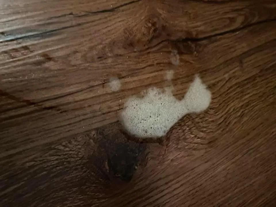 Dog Throwing Up White Foam