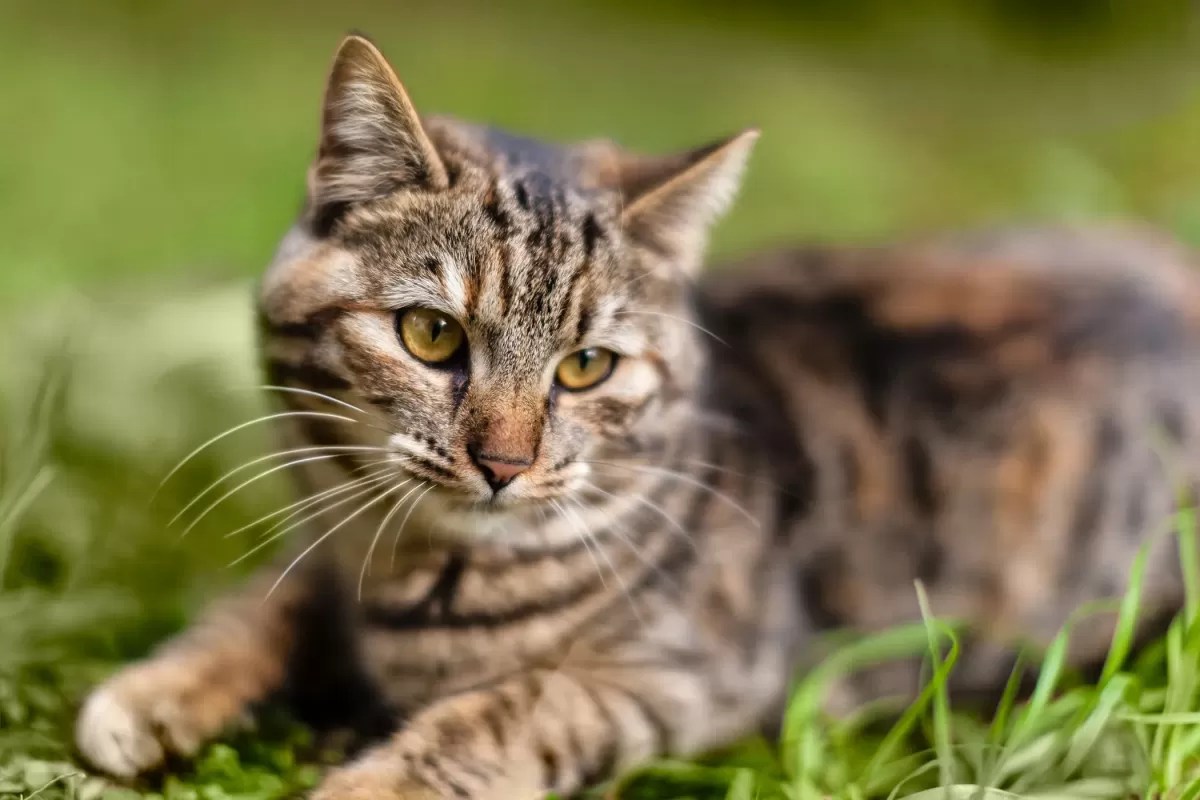 Why Does My Cat Keep SneezingPuainta®