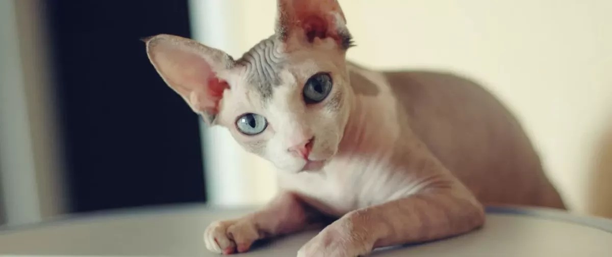 Why Are Hairless Cats HairlessPuainta®