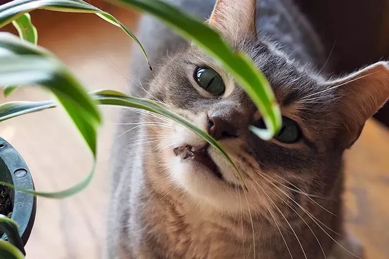 Are Spider Plants Toxic To Cats