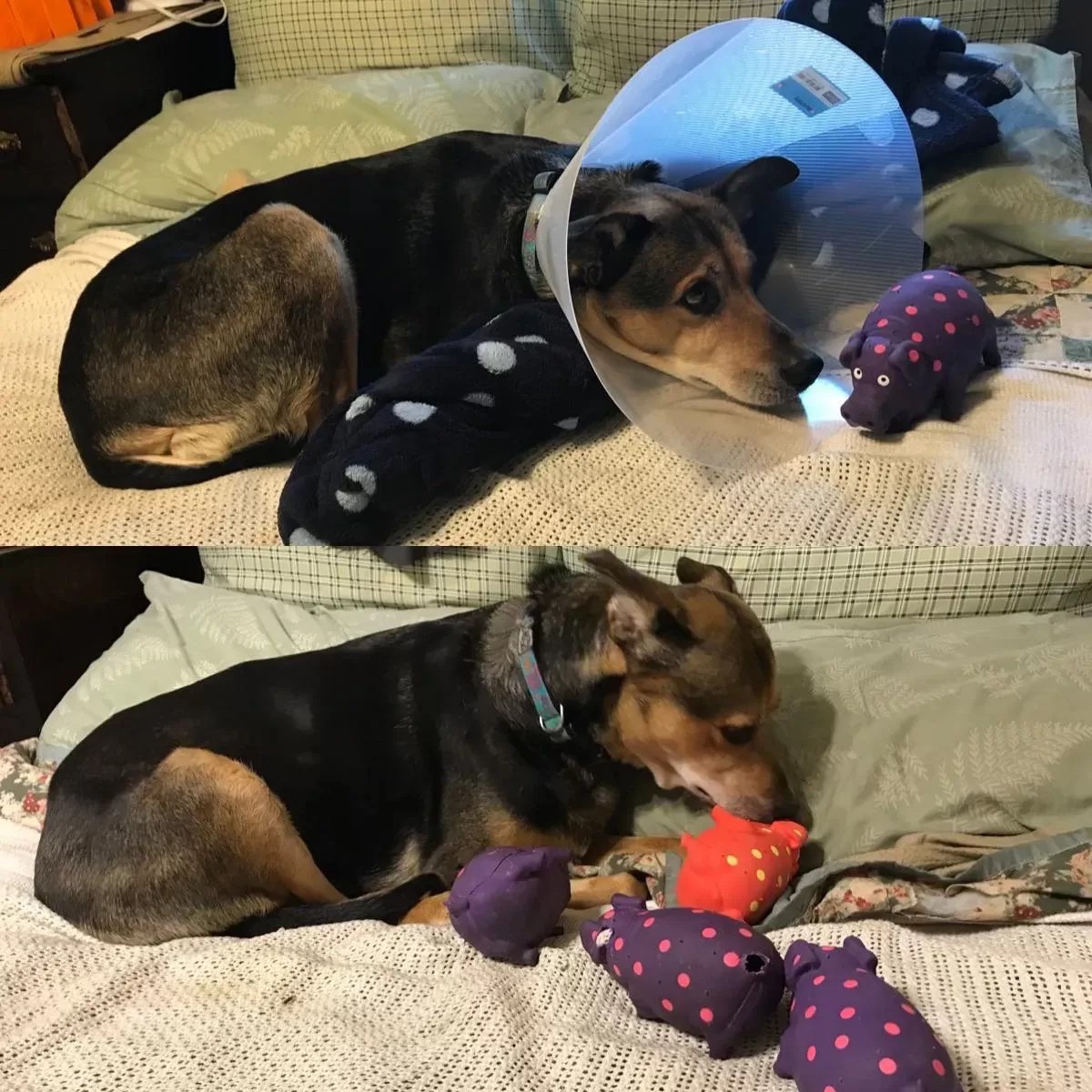 Why is My Dog Suddenly Attached to A Toy?