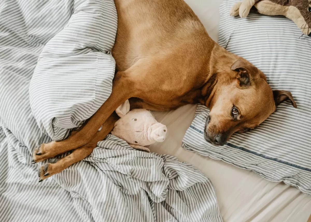 Why is My Dog Suddenly Attached to A Toy?