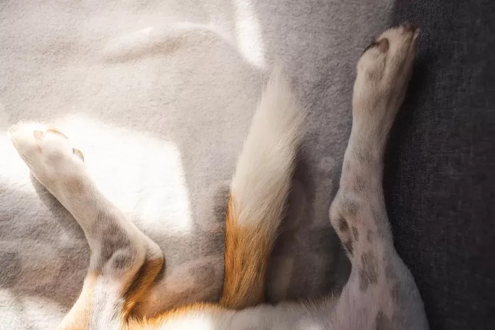 Why Does My Dog Kick His Back Legs RandomlyPuainta®