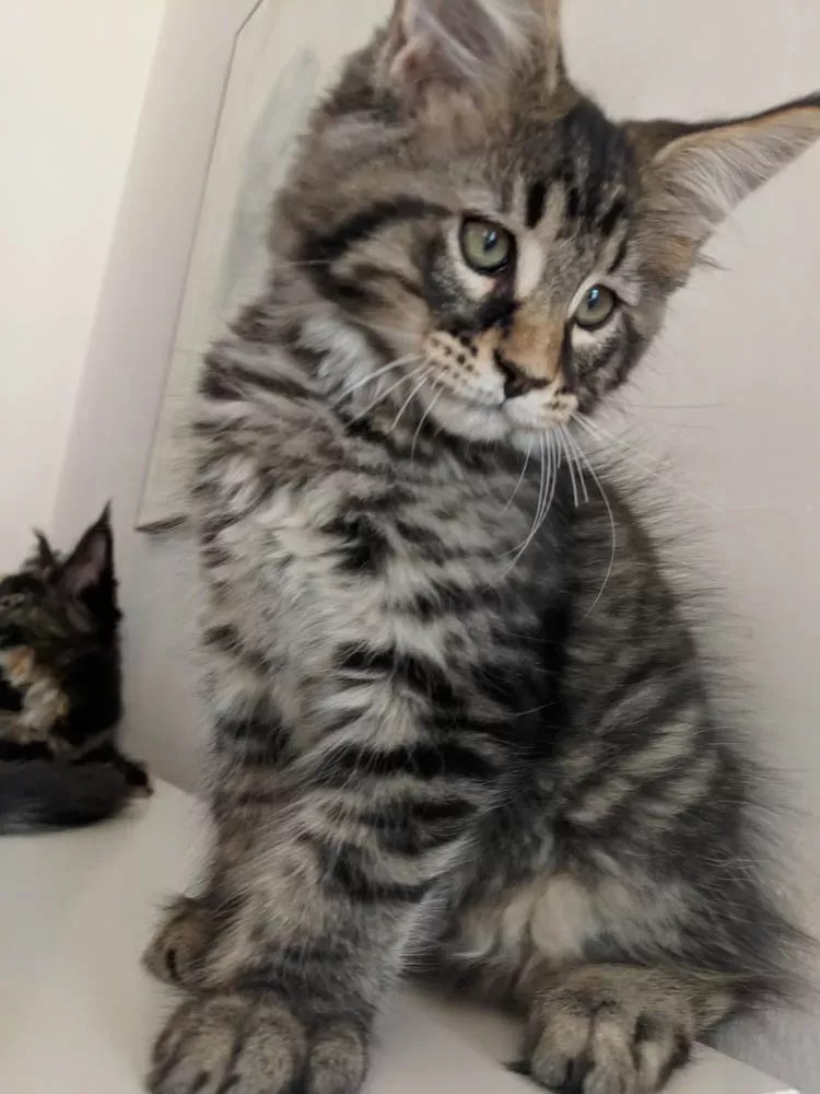 Fever Coat Cat Should I Be Worried