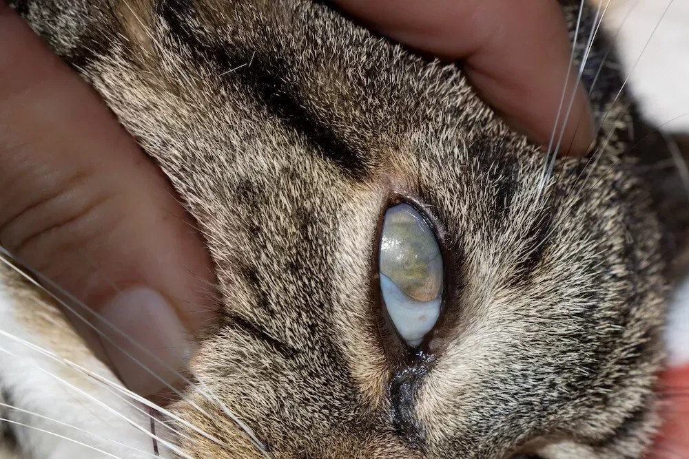 Cataracts in CatsPuainta®