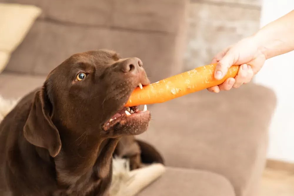 Are Carrots Good for Dogs
