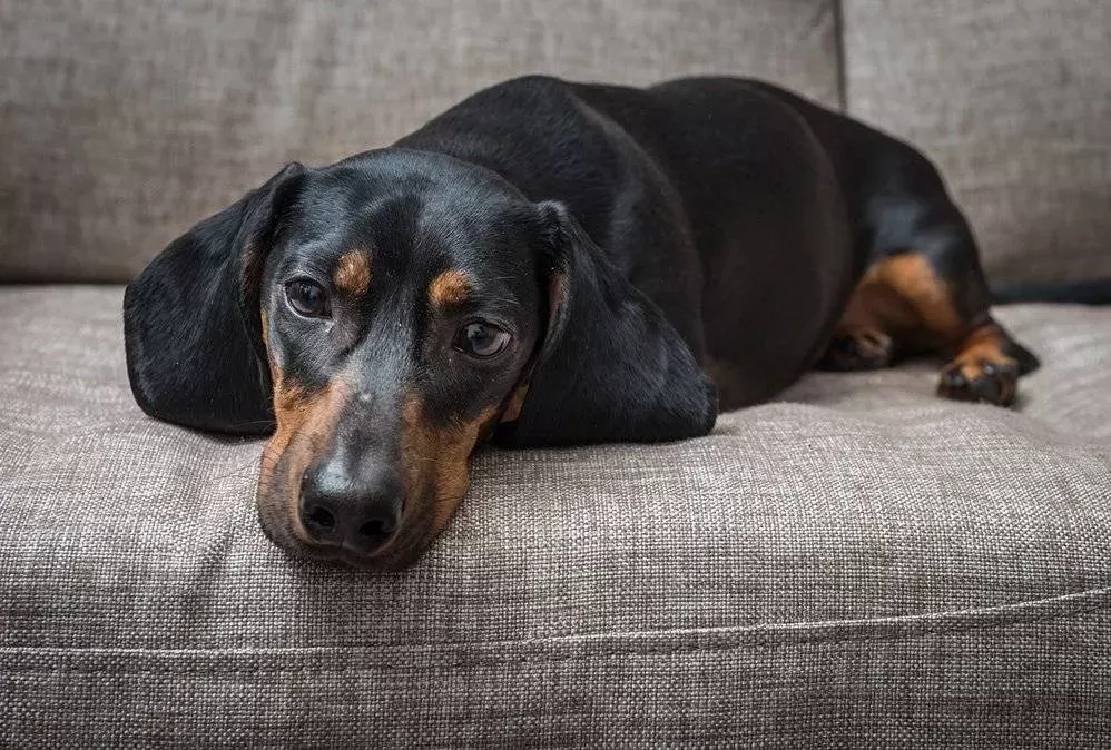 Can Dogs Catch Human Colds