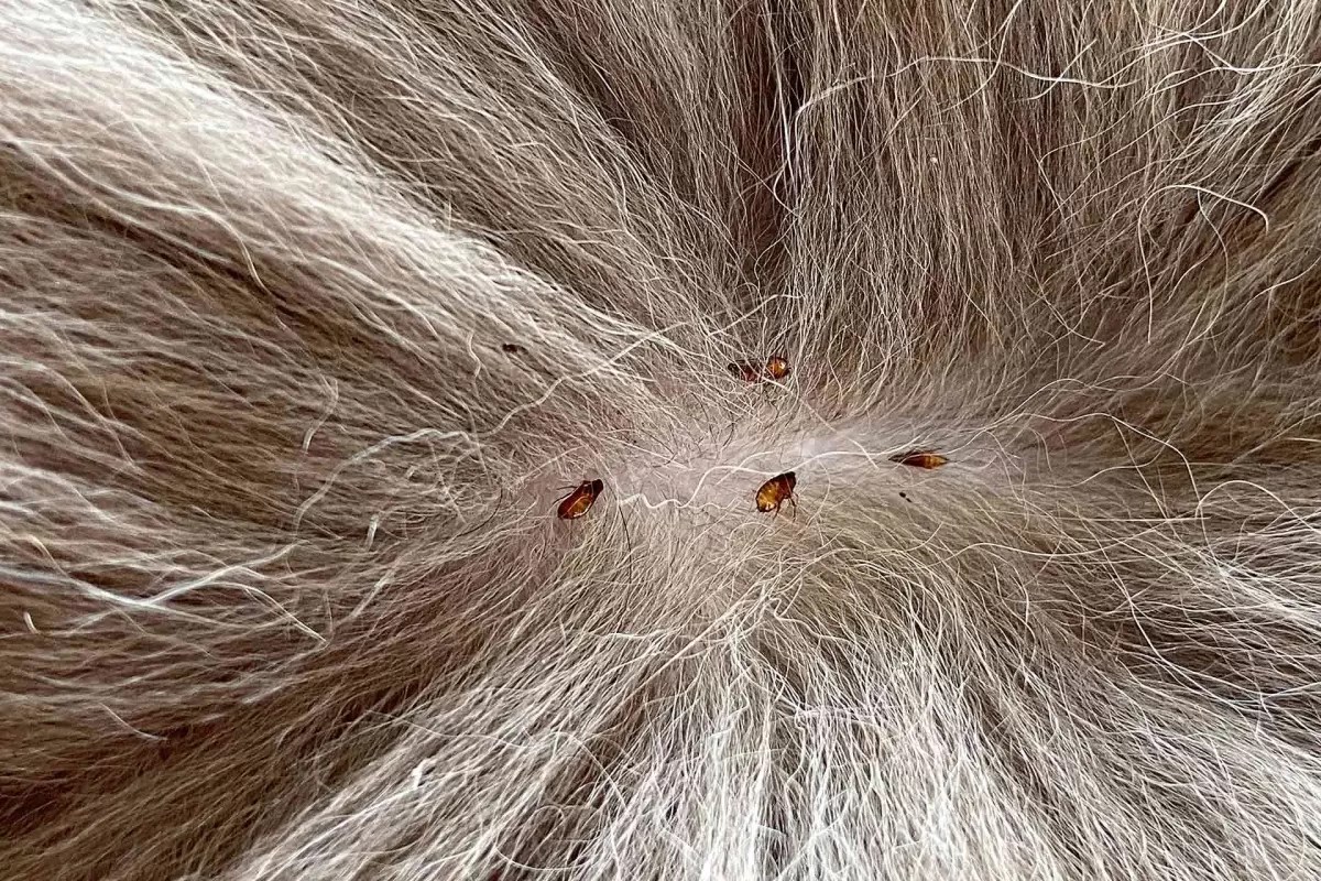 Flea in Cats Causes, Symptoms and TreatmentPuainta®