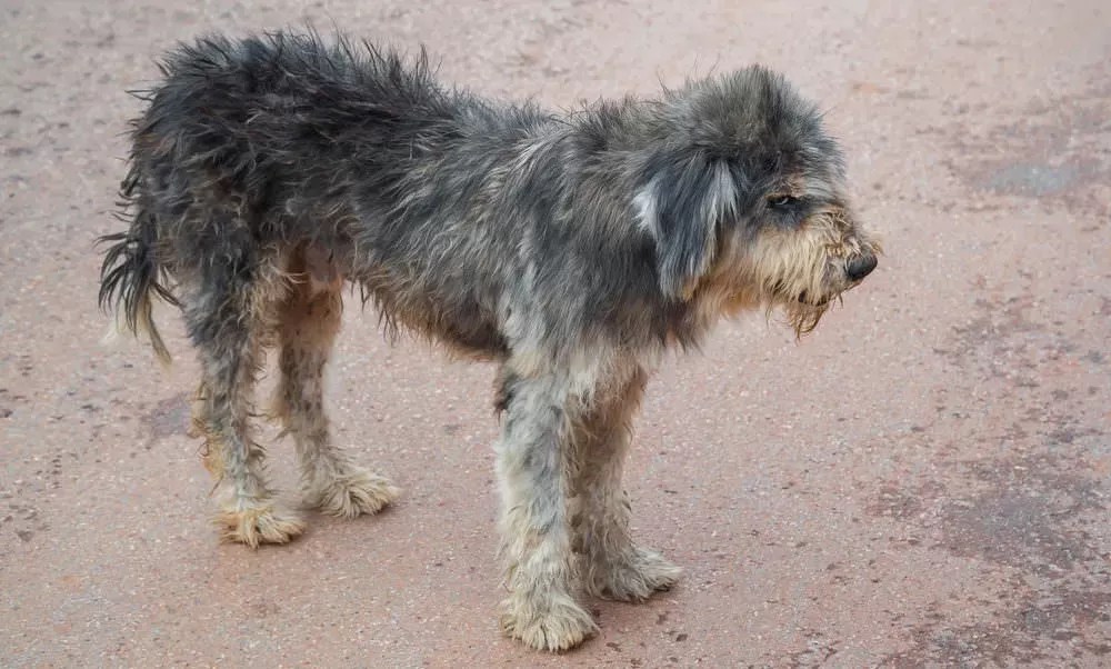 The Comprehensive Guide to Omega3 for Dogs